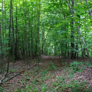 Photo #14 of SOLD property in Off Nicole Dr, Martinsville, VA 35.1 acres