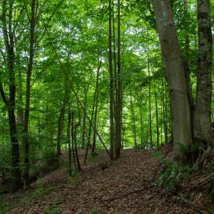 Photo #15 of SOLD property in Off Nicole Dr, Martinsville, VA 35.1 acres