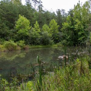 Photo #6 of SOLD property in Off Nicole Dr, Martinsville, VA 35.1 acres