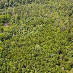 Photo #7 of SOLD property in Off Nicole Dr, Martinsville, VA 35.1 acres