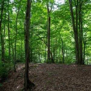 Photo #9 of SOLD property in Off Nicole Dr, Martinsville, VA 35.1 acres