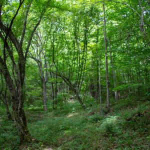 Photo #21 of SOLD property in Off Nicole Dr, Martinsville, VA 35.1 acres
