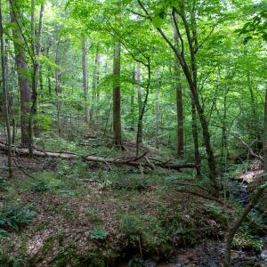 Photo #22 of SOLD property in Off Nicole Dr, Martinsville, VA 35.1 acres