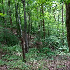 Photo #23 of SOLD property in Off Nicole Dr, Martinsville, VA 35.1 acres