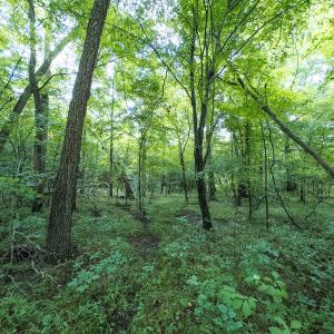 Photo #20 of Off NC Highway 86 North, Providence, NC 13.8 acres
