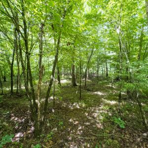 Photo #42 of Off NC Highway 86 North, Providence, NC 13.8 acres