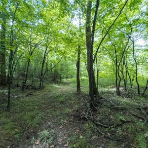 Photo #46 of Off NC Highway 86 North, Providence, NC 13.8 acres