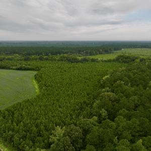 Photo #2 of SOLD property in 947 Harrells Siding Rd, Kelford, NC 34.5 acres