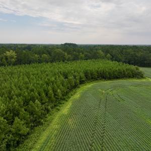 Photo #11 of SOLD property in 947 Harrells Siding Rd, Kelford, NC 34.5 acres