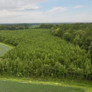Photo #12 of SOLD property in 947 Harrells Siding Rd, Kelford, NC 34.5 acres