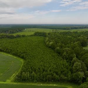 Photo #14 of SOLD property in 947 Harrells Siding Rd, Kelford, NC 34.5 acres
