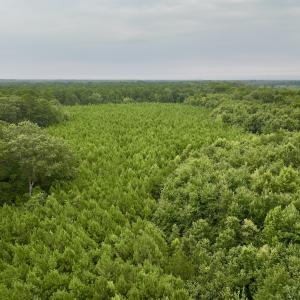 Photo #20 of SOLD property in 947 Harrells Siding Rd, Kelford, NC 34.5 acres