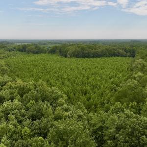 Photo #3 of SOLD property in 947 Harrells Siding Rd, Kelford, NC 34.5 acres