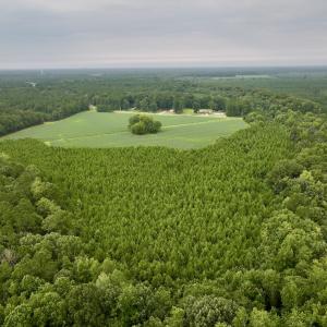 Photo #4 of SOLD property in 947 Harrells Siding Rd, Kelford, NC 34.5 acres