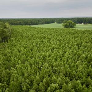 Photo #5 of SOLD property in 947 Harrells Siding Rd, Kelford, NC 34.5 acres