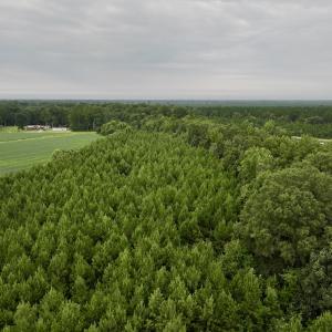 Photo #6 of SOLD property in 947 Harrells Siding Rd, Kelford, NC 34.5 acres