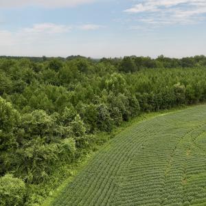 Photo #8 of SOLD property in 947 Harrells Siding Rd, Kelford, NC 34.5 acres