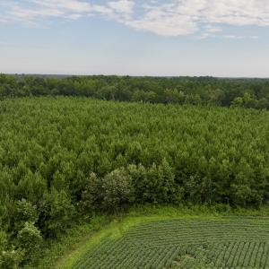 Photo #10 of SOLD property in 947 Harrells Siding Rd, Kelford, NC 34.5 acres