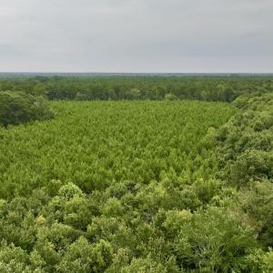 Photo #21 of SOLD property in 947 Harrells Siding Rd, Kelford, NC 34.5 acres