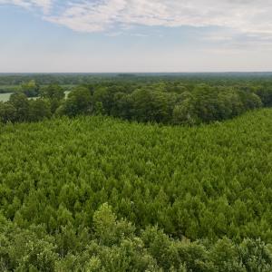 Photo #22 of SOLD property in 947 Harrells Siding Rd, Kelford, NC 34.5 acres
