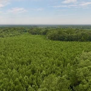 Photo #23 of SOLD property in 947 Harrells Siding Rd, Kelford, NC 34.5 acres