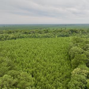 Photo #24 of SOLD property in 947 Harrells Siding Rd, Kelford, NC 34.5 acres