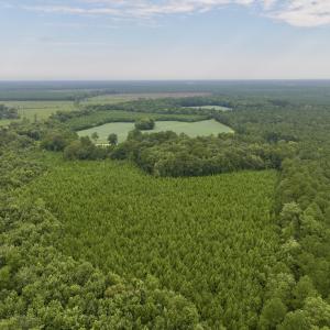Photo #26 of SOLD property in 947 Harrells Siding Rd, Kelford, NC 34.5 acres