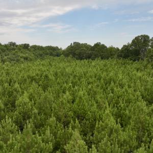 Photo #27 of SOLD property in 947 Harrells Siding Rd, Kelford, NC 34.5 acres