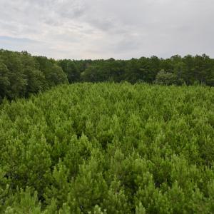 Photo #28 of SOLD property in 947 Harrells Siding Rd, Kelford, NC 34.5 acres