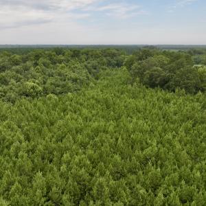 Photo #29 of SOLD property in 947 Harrells Siding Rd, Kelford, NC 34.5 acres