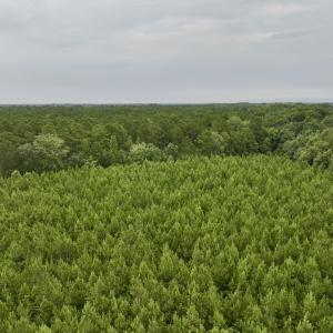 Photo #30 of SOLD property in 947 Harrells Siding Rd, Kelford, NC 34.5 acres