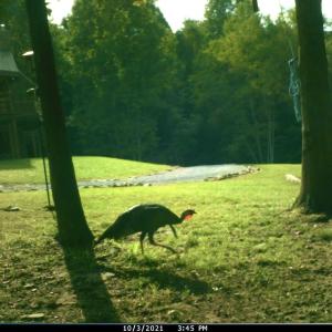 Photo #56 of SOLD property in 2888 Wheats Valley Rd, Bedford, VA 161.4 acres
