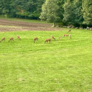 Photo #58 of SOLD property in 2888 Wheats Valley Rd, Bedford, VA 161.4 acres