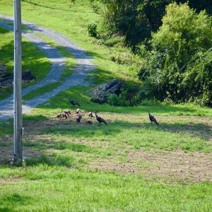 Photo #61 of SOLD property in 2888 Wheats Valley Rd, Bedford, VA 161.4 acres