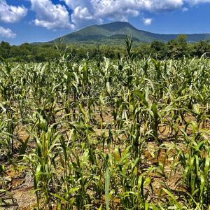 Photo #64 of SOLD property in 2888 Wheats Valley Rd, Bedford, VA 161.4 acres