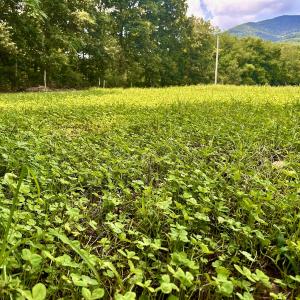 Photo #69 of SOLD property in 2888 Wheats Valley Rd, Bedford, VA 161.4 acres
