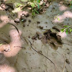 Photo #71 of SOLD property in 2888 Wheats Valley Rd, Bedford, VA 161.4 acres