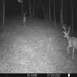 Photo #76 of SOLD property in 2888 Wheats Valley Rd, Bedford, VA 161.4 acres