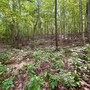 Photo #82 of SOLD property in 2888 Wheats Valley Rd, Bedford, VA 161.4 acres