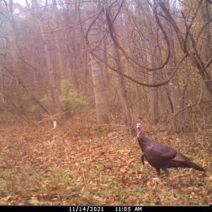 Photo #104 of SOLD property in 2888 Wheats Valley Rd, Bedford, VA 161.4 acres