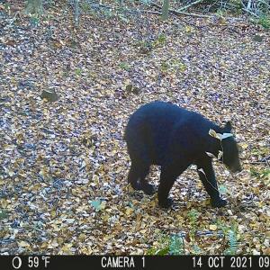 Photo #98 of SOLD property in 2888 Wheats Valley Rd, Bedford, VA 161.4 acres