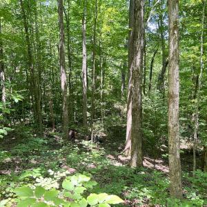 Photo #5 of SOLD property in Off Sunnyside Dr, Lexington, NC 0.8 acres