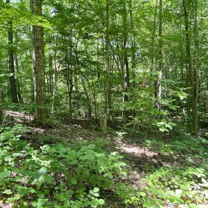Photo #6 of SOLD property in Off Sunnyside Dr, Lexington, NC 0.8 acres