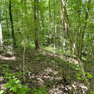 Photo #16 of SOLD property in Off Sunnyside Dr, Lexington, NC 0.8 acres