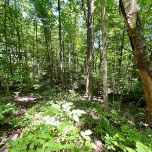 Photo #18 of SOLD property in Off Sunnyside Dr, Lexington, NC 0.8 acres