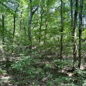 Photo #24 of SOLD property in Off Sunnyside Dr, Lexington, NC 0.8 acres