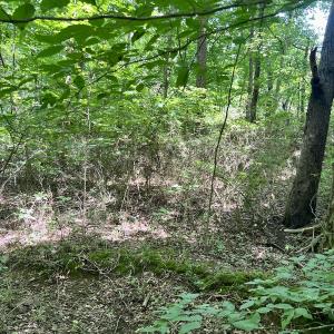 Photo #25 of SOLD property in Off Sunnyside Dr, Lexington, NC 0.8 acres