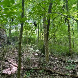 Photo #28 of SOLD property in Off Sunnyside Dr, Lexington, NC 0.8 acres
