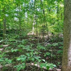 Photo #29 of SOLD property in Off Sunnyside Dr, Lexington, NC 0.8 acres