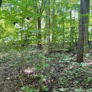 Photo #30 of SOLD property in Off Sunnyside Dr, Lexington, NC 0.8 acres
